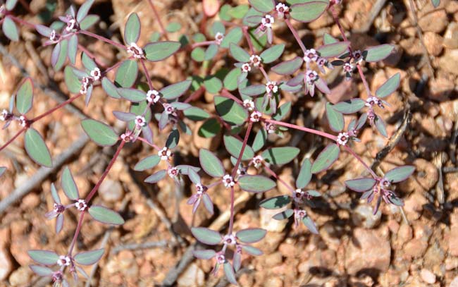 Chamaesyce pediculifera, Carrizo Mountain Sandmat